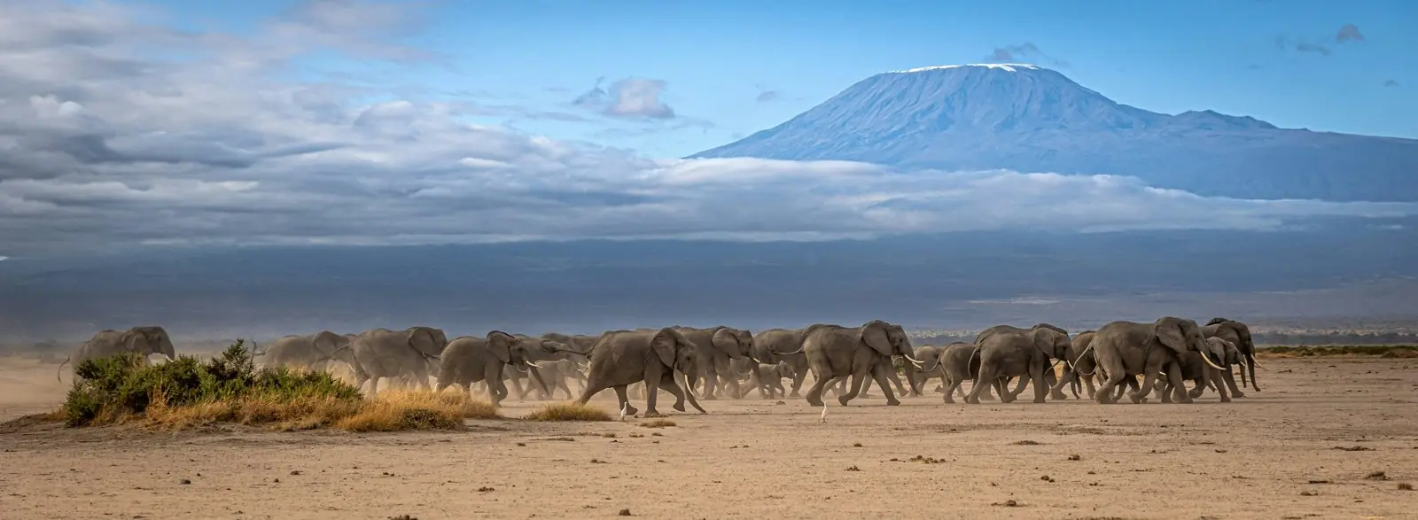 Elephant herd crossing Amboseli with Mount Kilimanjaro behind