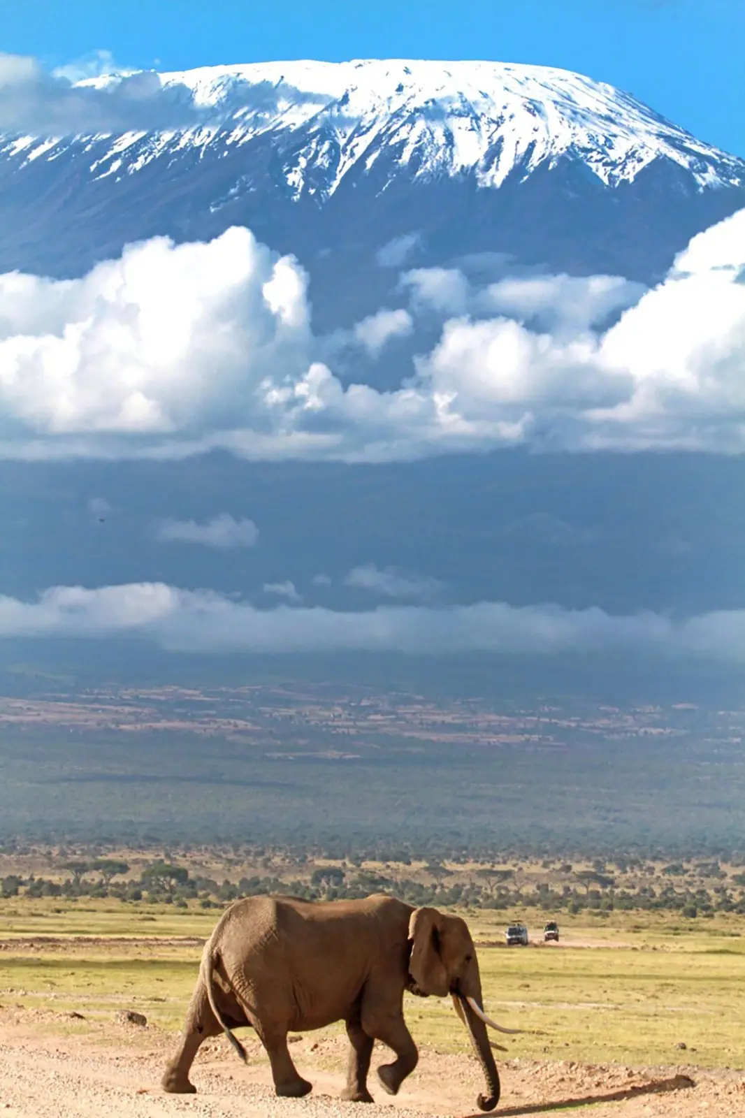 Elephant walking beneath snow-capped Mount Kilimanjaro