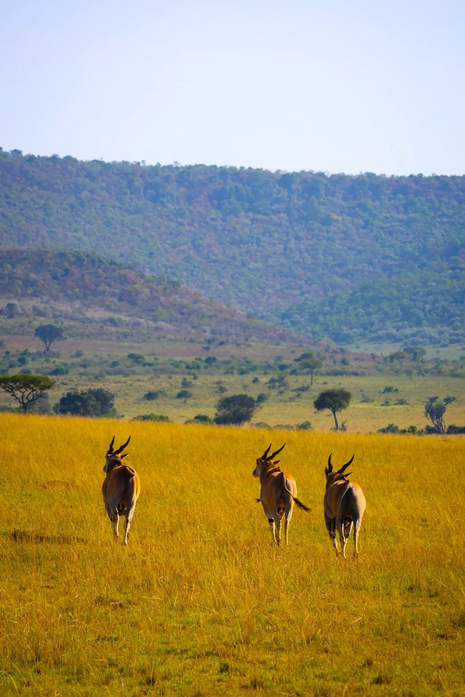 Three eland walking through golden grass toward the hills
