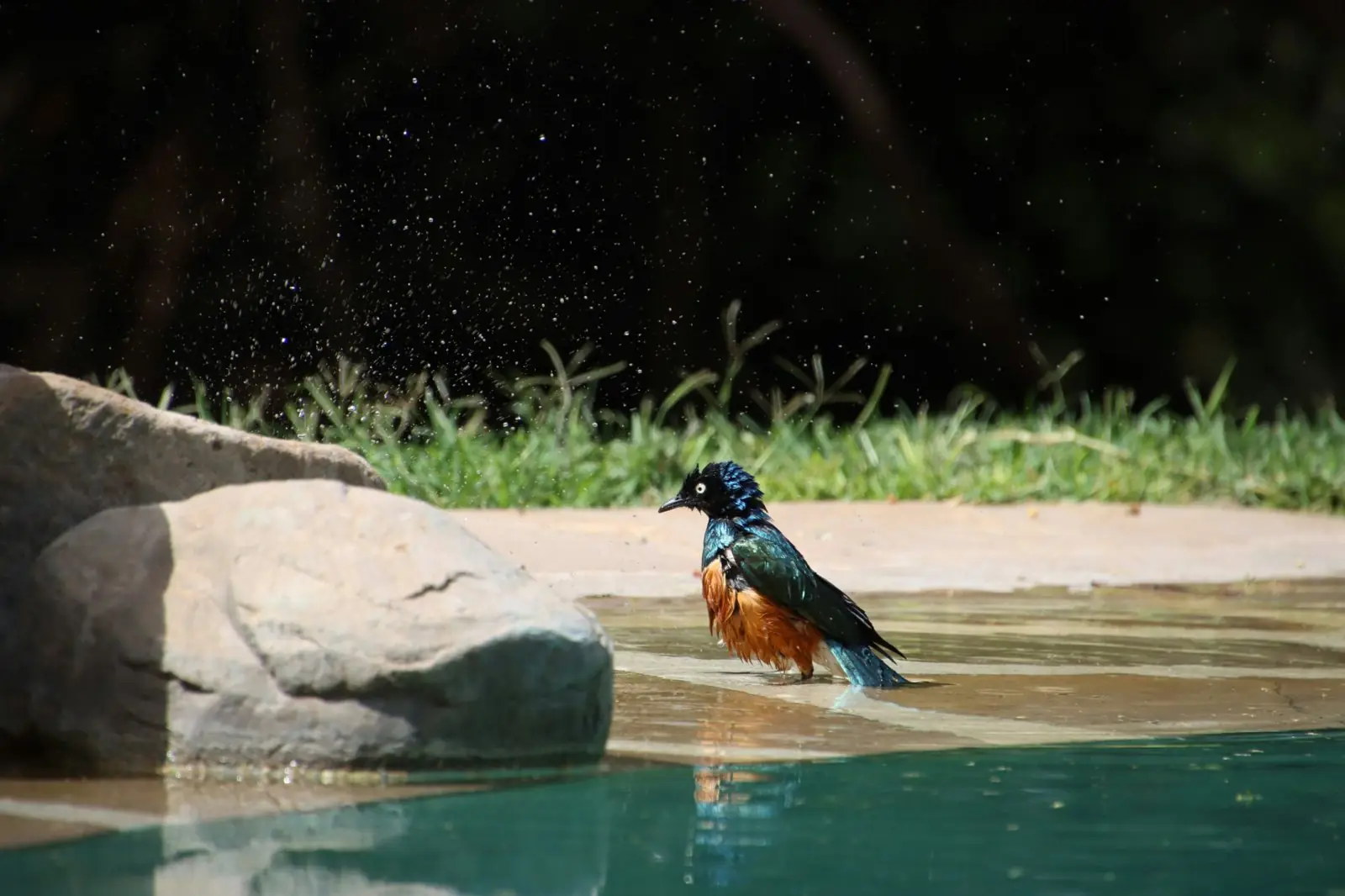 Superb starling bathing at the edge of a lodge pool