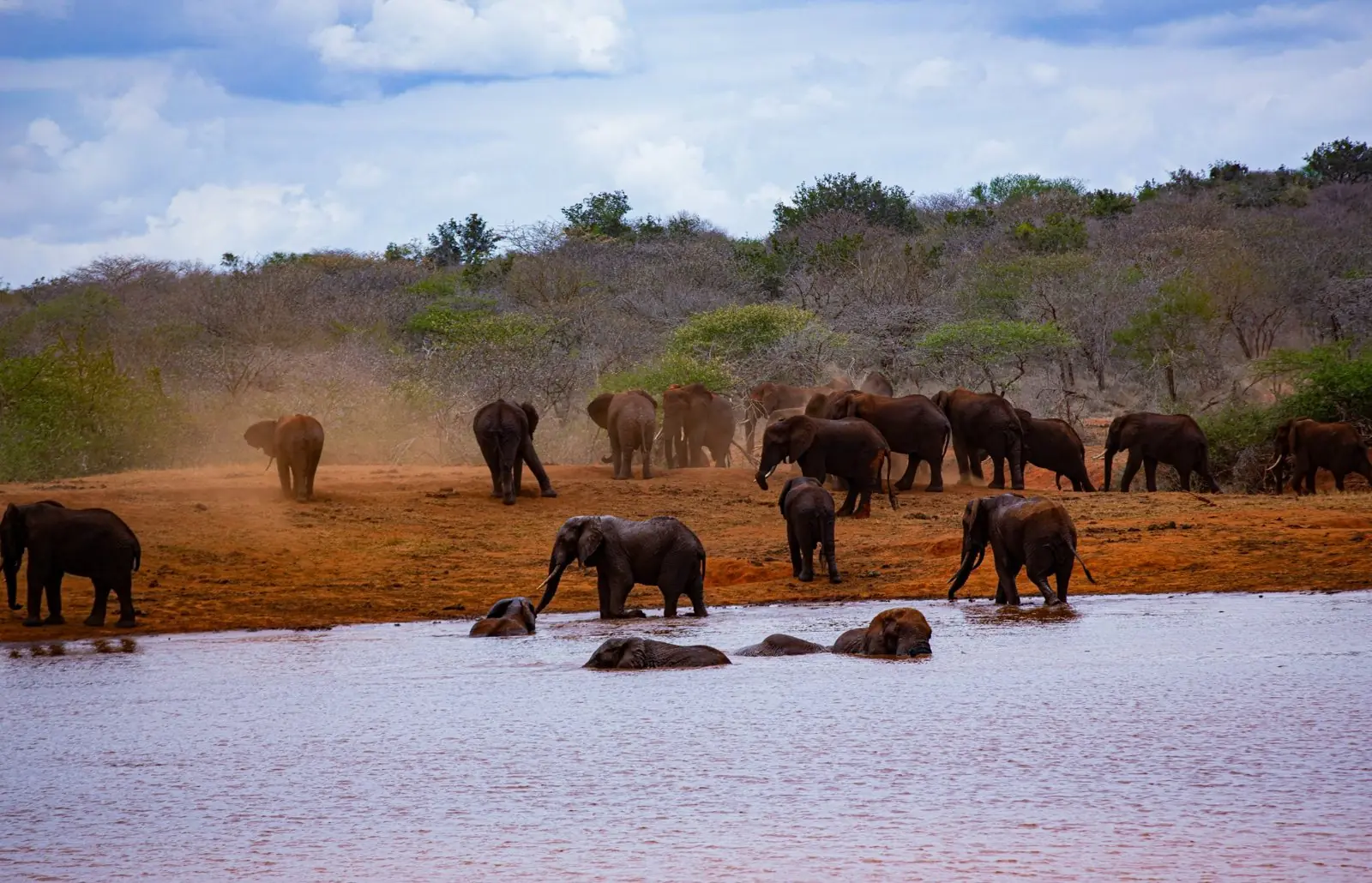 Red-dusted elephants bathing at a waterhole in Tsavo